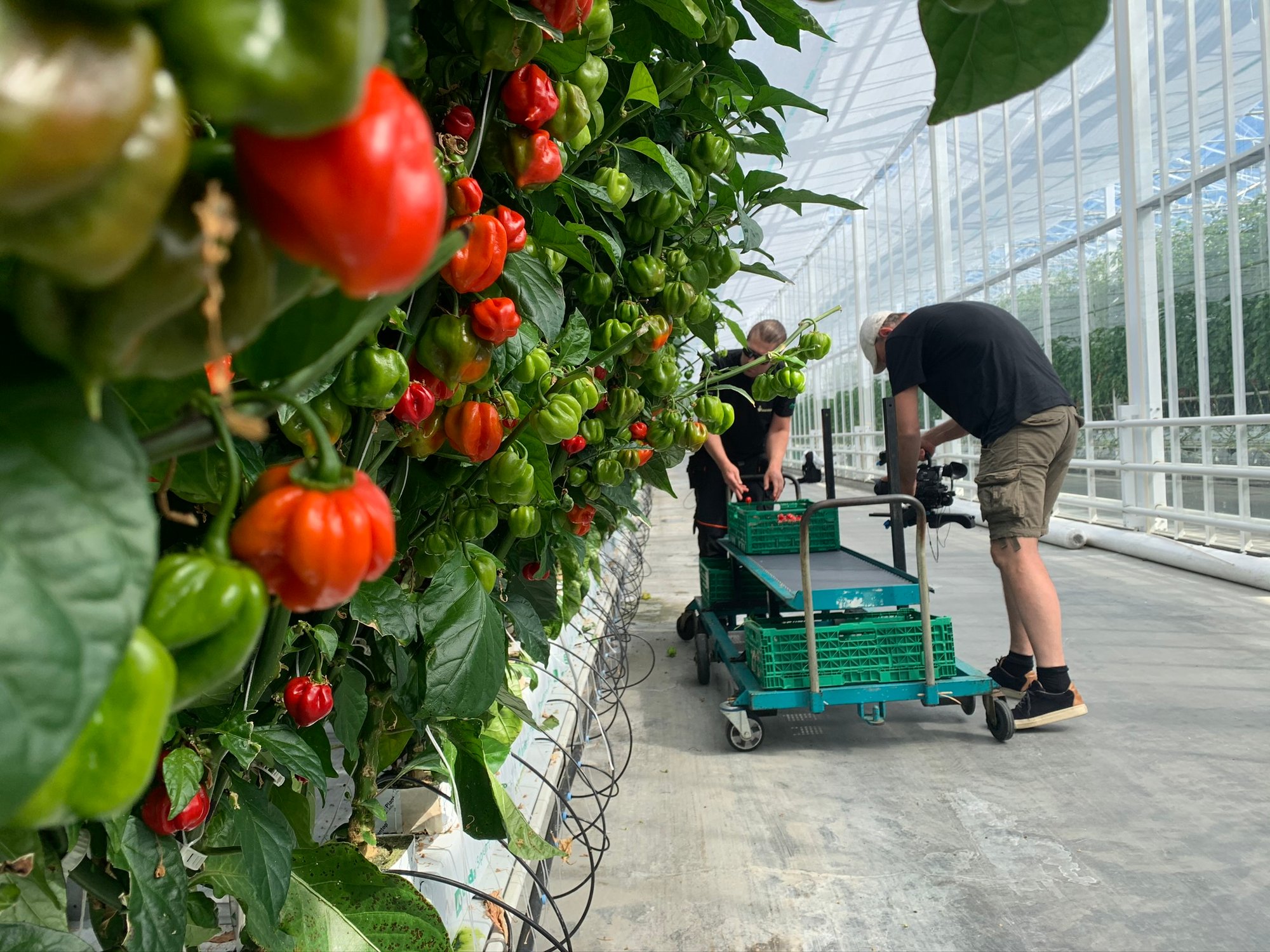 Tomathøst i drivhus - Amedia Annonse