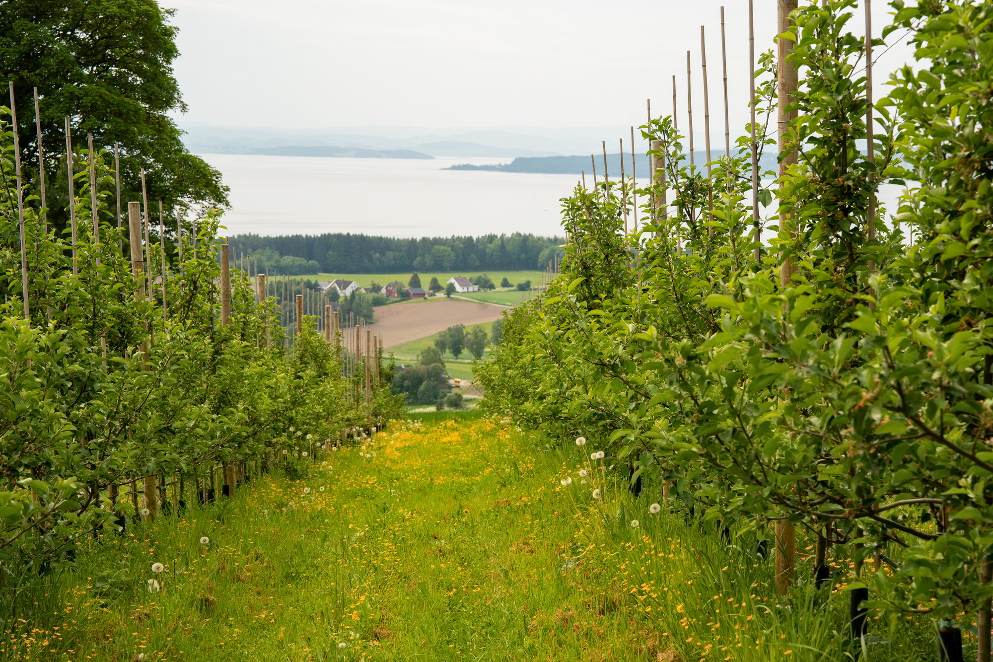 Vinranker med fjorden i bakgrunnen - Amedia Annonse